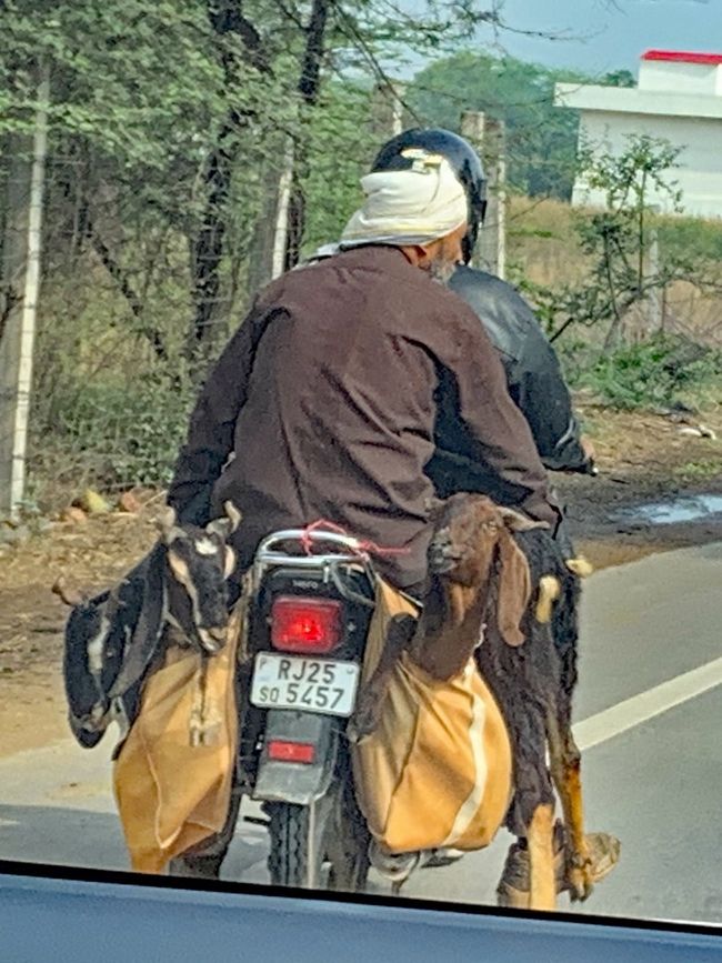 2 men + 3 goats + 1 motorcycle