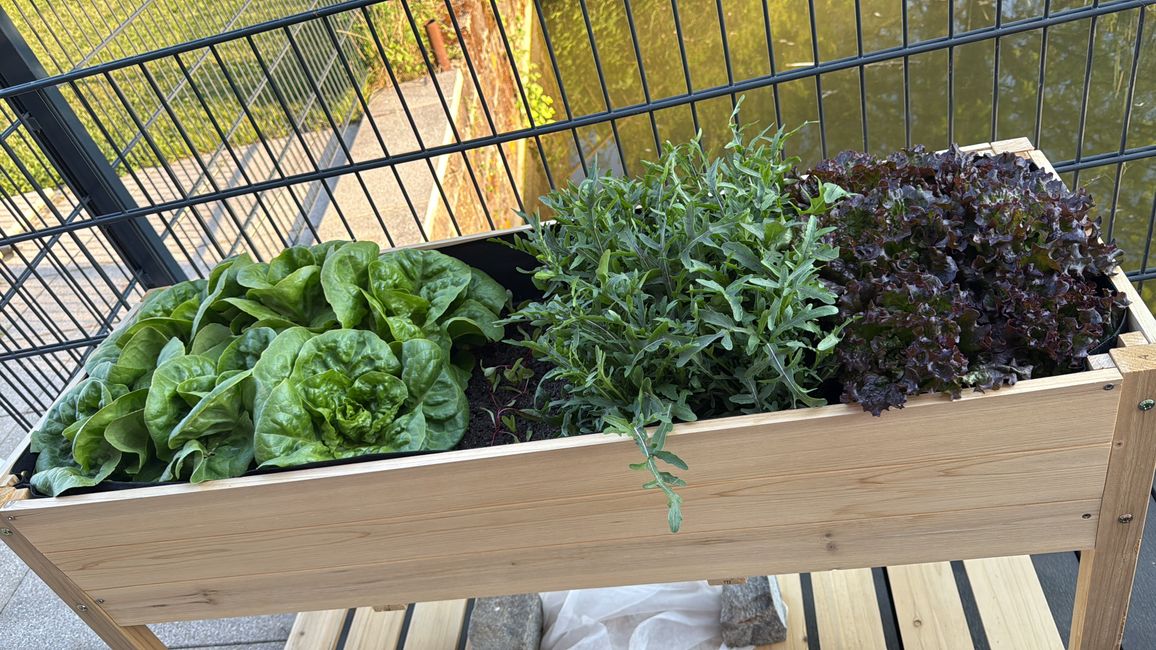 Mein eigener Salat 🥗 / my own salad 🥗