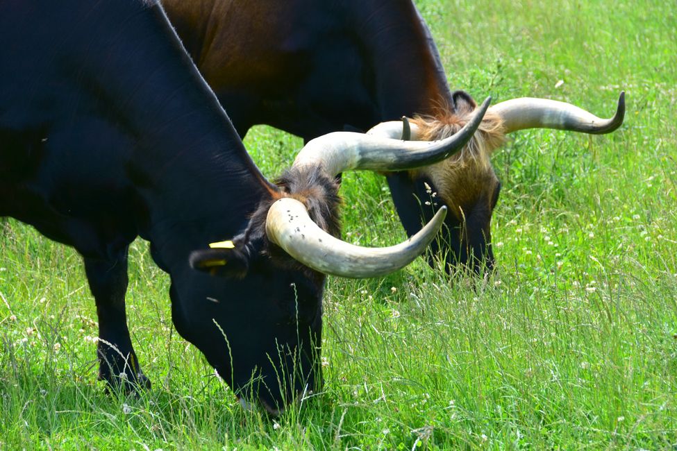 * * * S E C H T A S A F A R I - der Auerochsenweg
bei Bopfingen * * *
