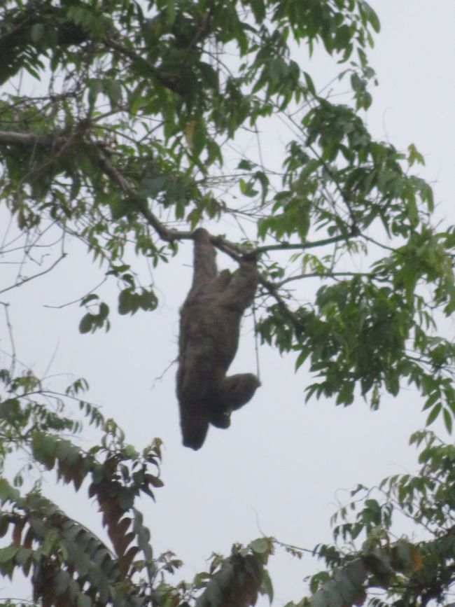 Sloth