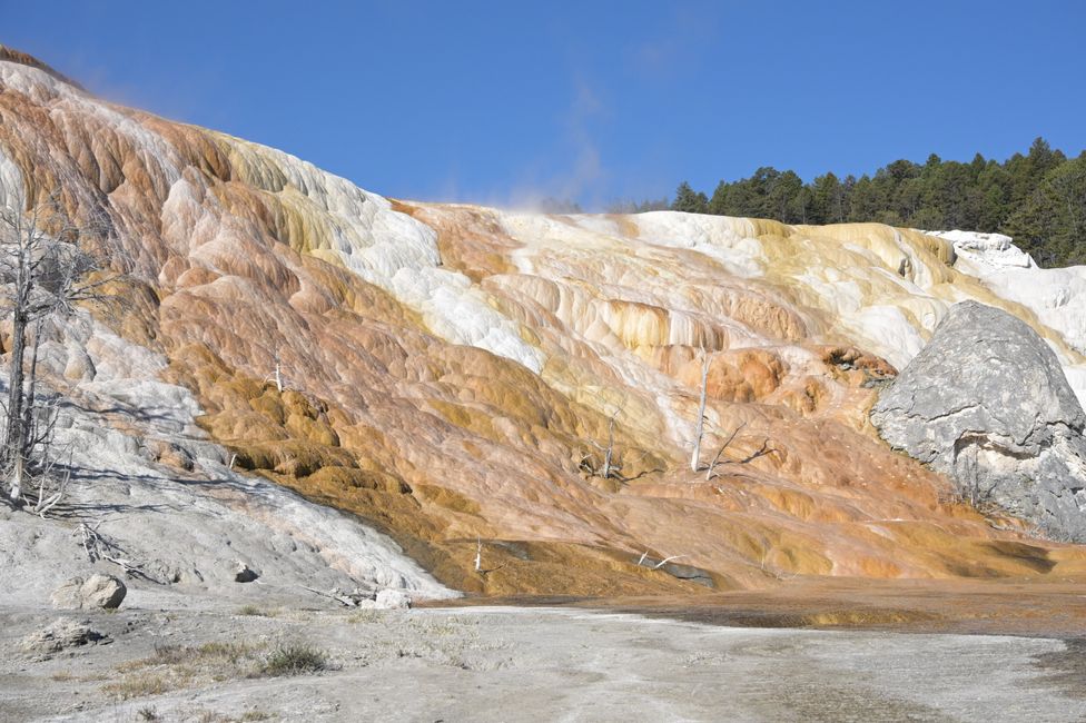 Mammoth Hot Springs - Sinterterrassen