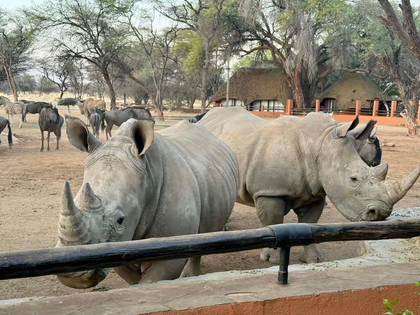 Namibia 2k25 🦓🏜️🐘