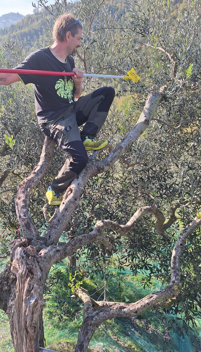 4 días de cosecha están en los huesos