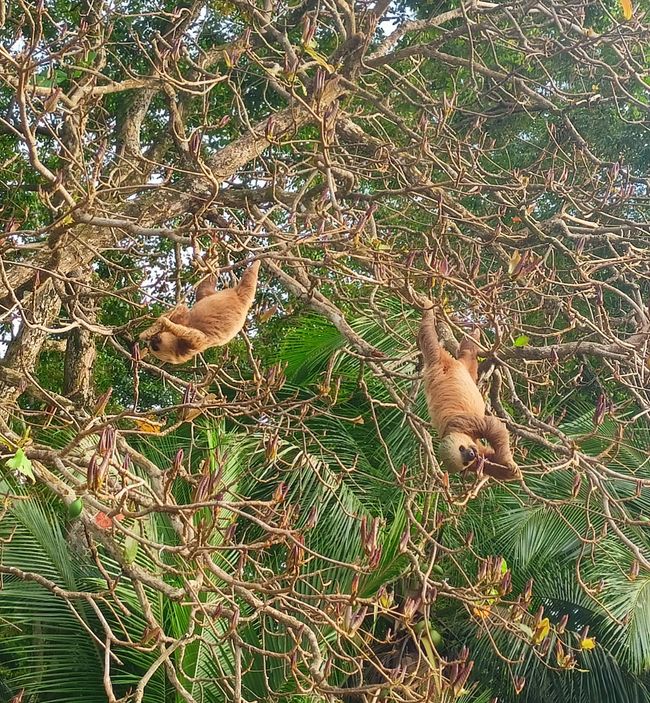 Bocas del Toro