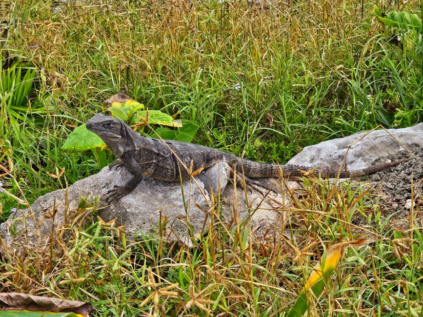 Tulum, Coba and Cenote