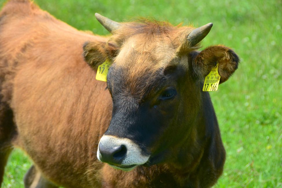 * * * S E C H T A S A F A R I - der Auerochsenweg
bei Bopfingen * * *