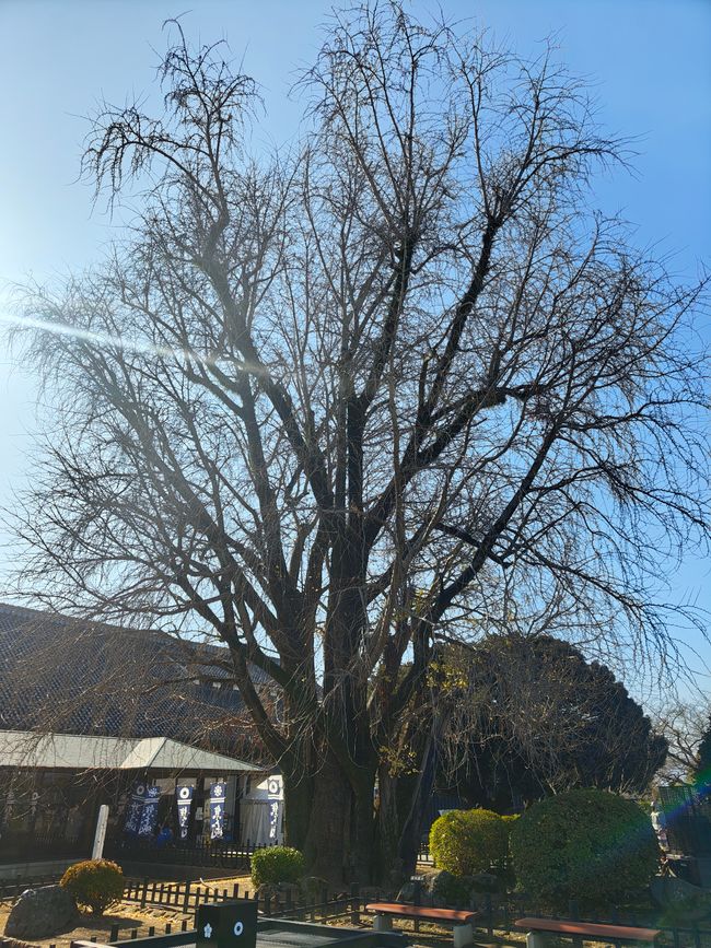 Le grand ginkgo de Kumamoto Castle