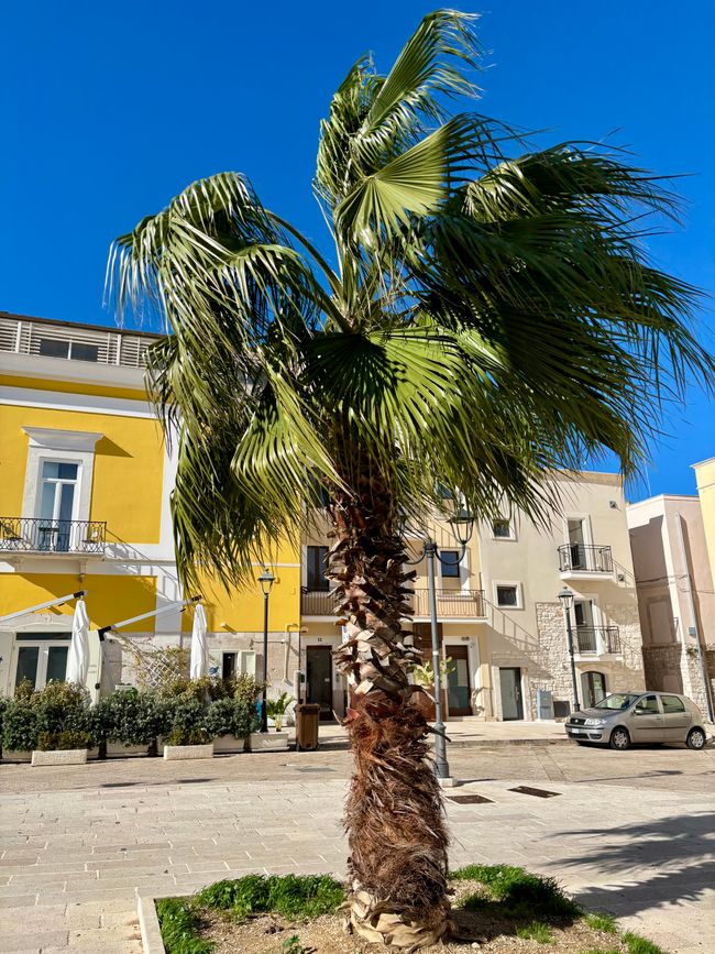 Bisceglie mit Sonne und viel Wind ☀️☀️🌬️