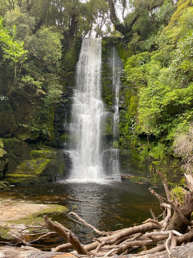 Wasserfall im Regenwald (Catlins)