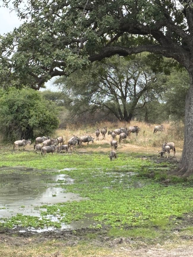 Parc national de Tarangire