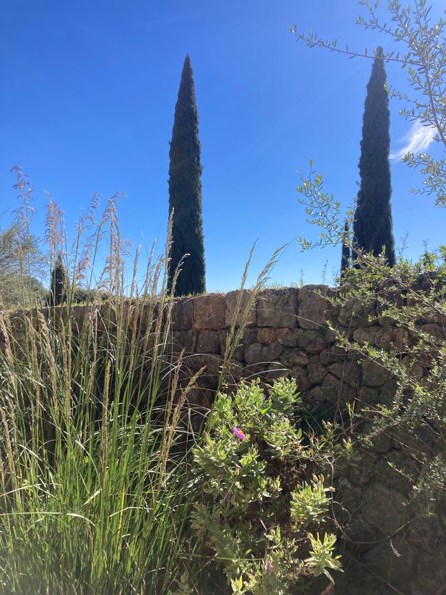 Wandern… von Santa Maria aus zum Tramuntana Gebirge…soweit meine Füße mich tragen