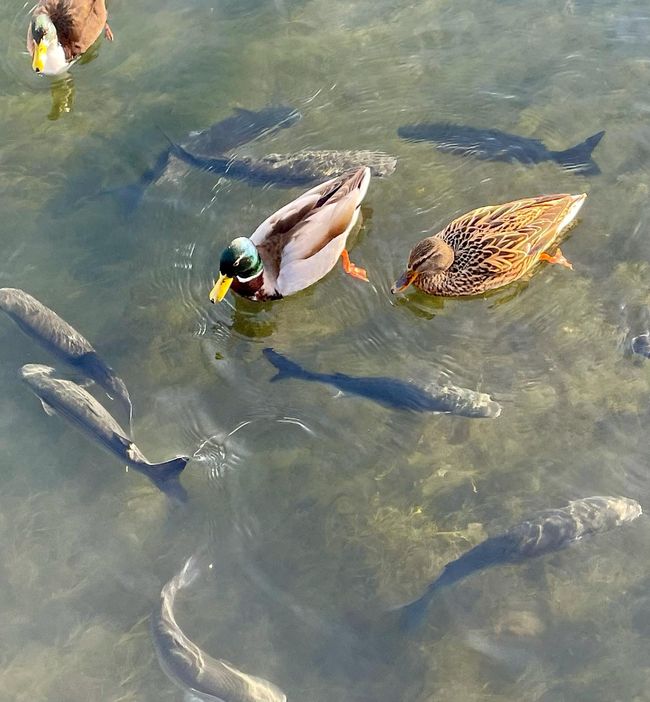 Fish and ducks in a city stream wait for breadcrumbs.