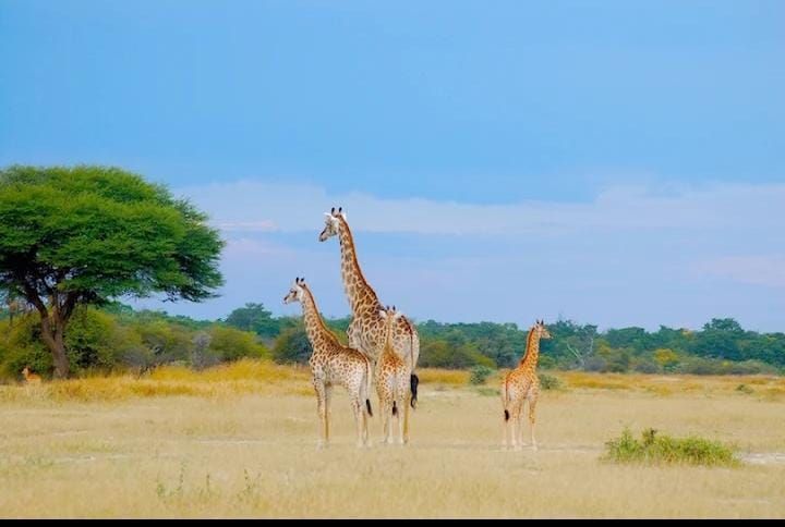 CHIRORODZIVA TOURS

 "Explore Zimbabwe 🇿🇼  The right way"