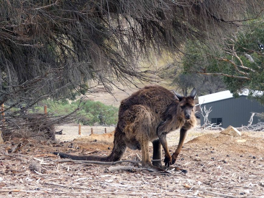 Emu Bay und Stokes Bay, Kangaroo Island