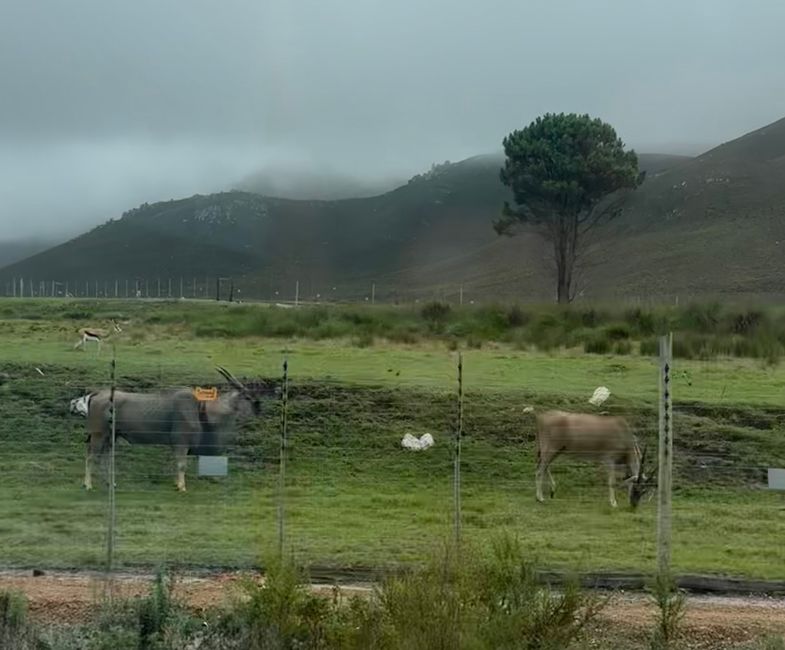 South Africa🇿🇦Week 6