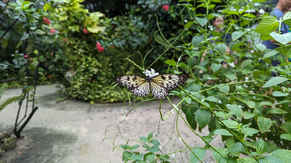 Butterfly Garden Aruba