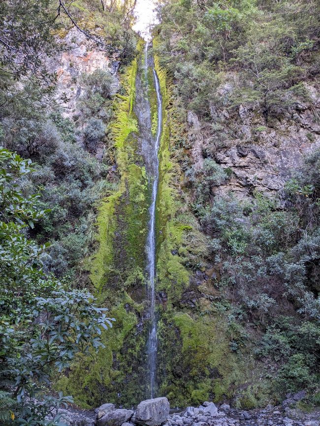 Dog stream waterfall