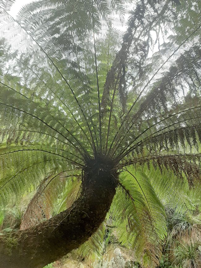 - Singapur & Tasmania 2019 -