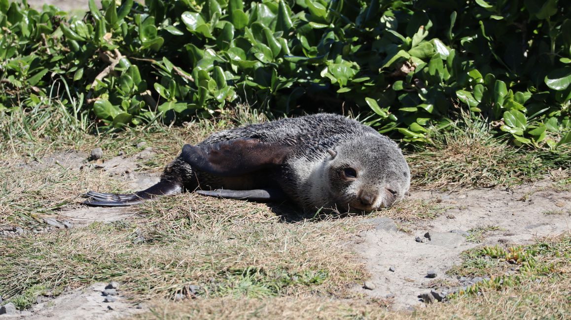 Baby-Seebär am Cape Palliser