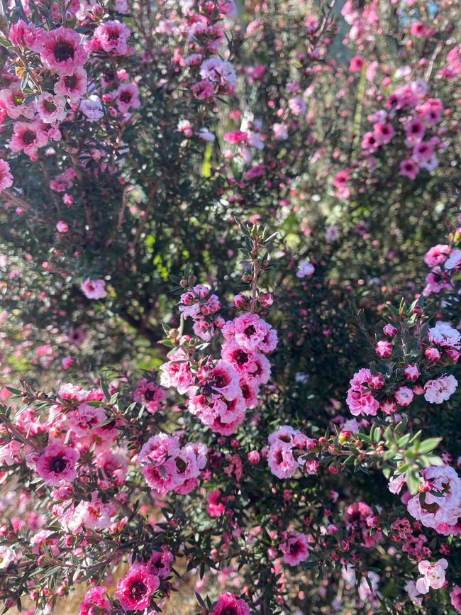De whangarei à auckland