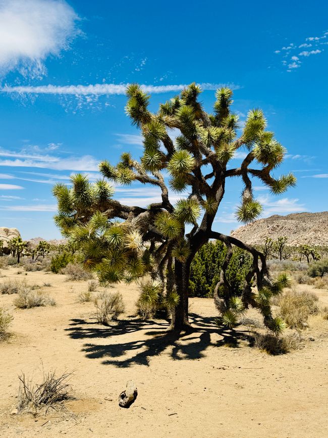 Joshua Tree National Park – Arch Rock & Skull Rock