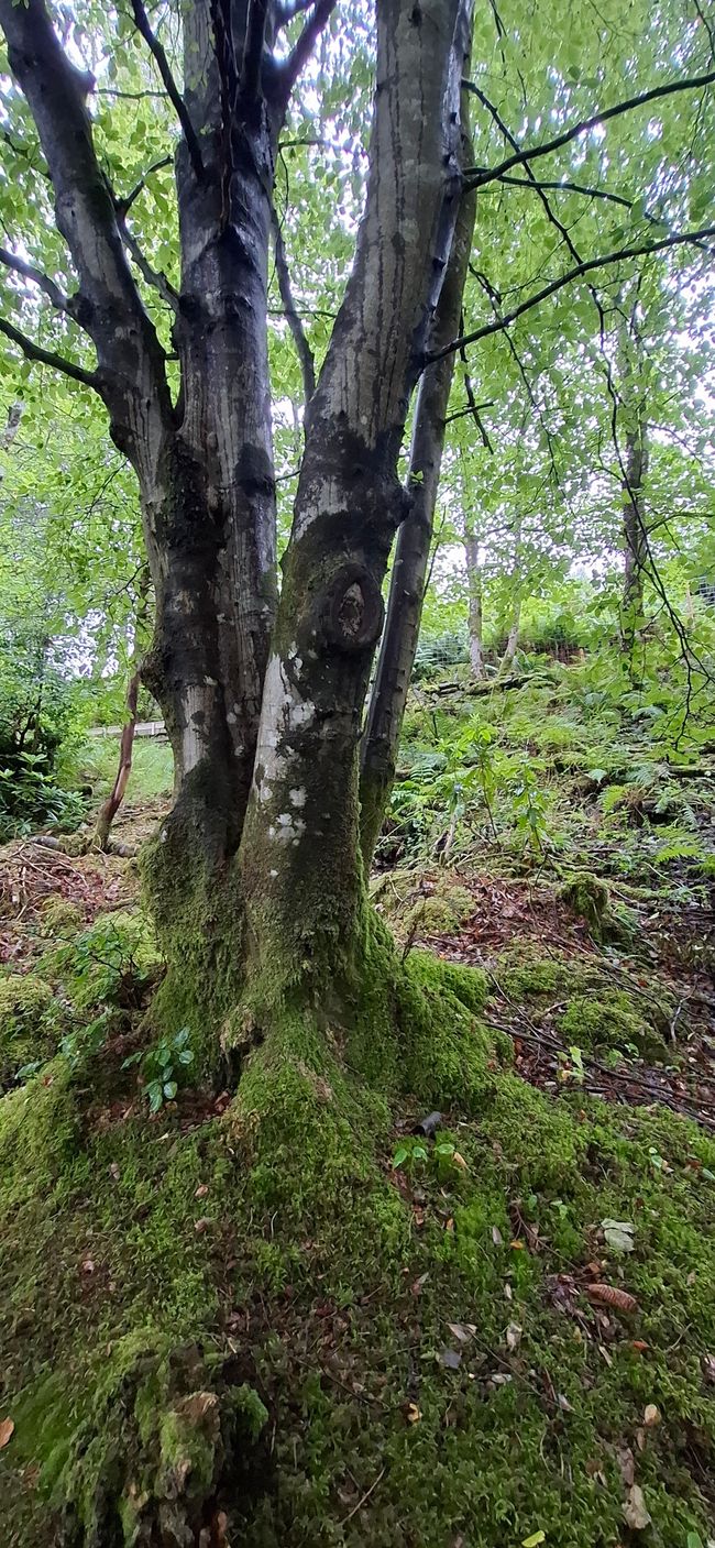 Tag 9 - Fort William <-> Mallaig