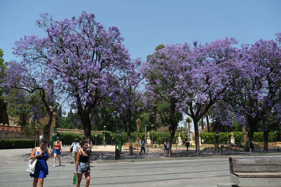 Jacaranda 