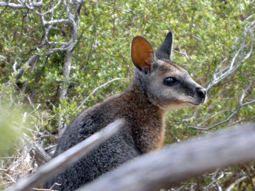 Kingscote - Victor Harbor - Hahndorf