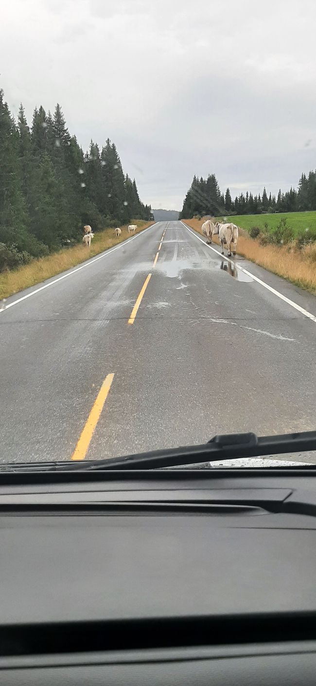 Tiere in Norwegen halt 