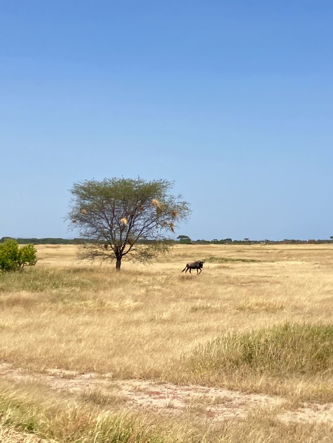 En la Serengeti - Día 3