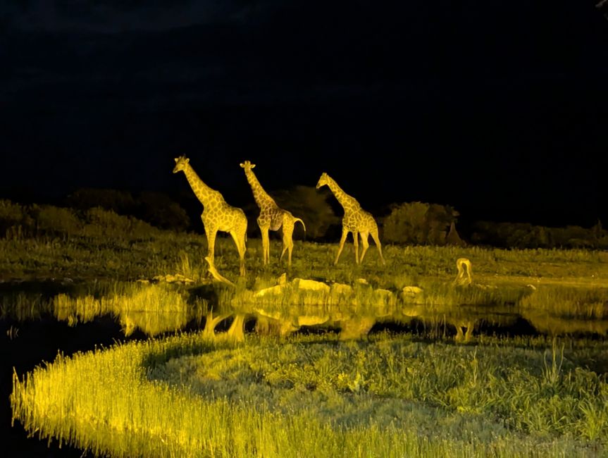 Etosha Park #2 und Onguma Bush Camp 