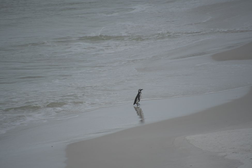 Manchot de Magellan / Magellan penguin