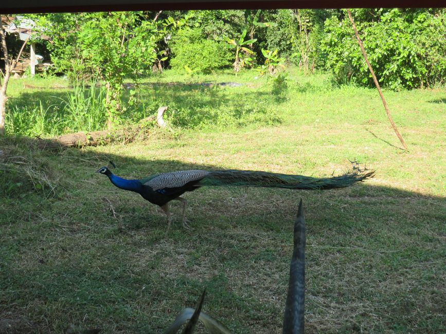 Polonnawaruna