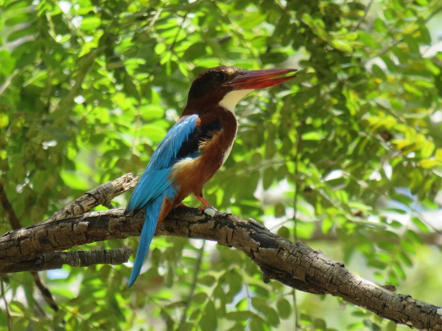 Polonnawaruna