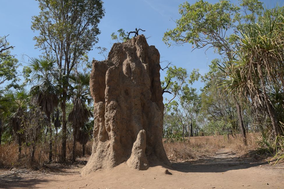 Litchfield NP - Termitenbau / Termite mound