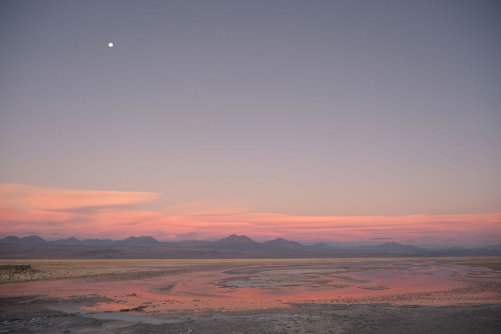 Désert d'Atacama 🦙🦩🌵