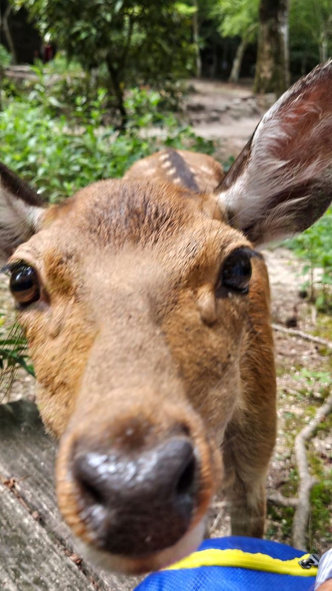 Freche Rehe aus Narra