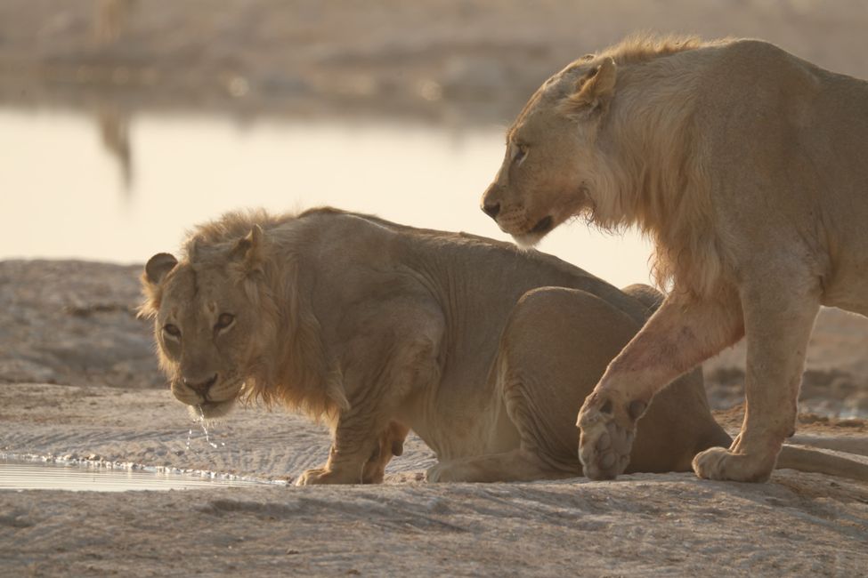 Etosha Part. II