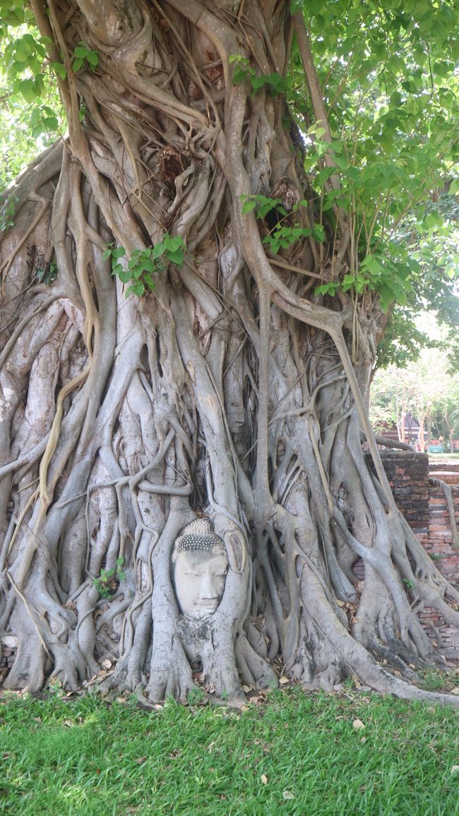 Ayutthaya Bellezza del Vecchio Siam