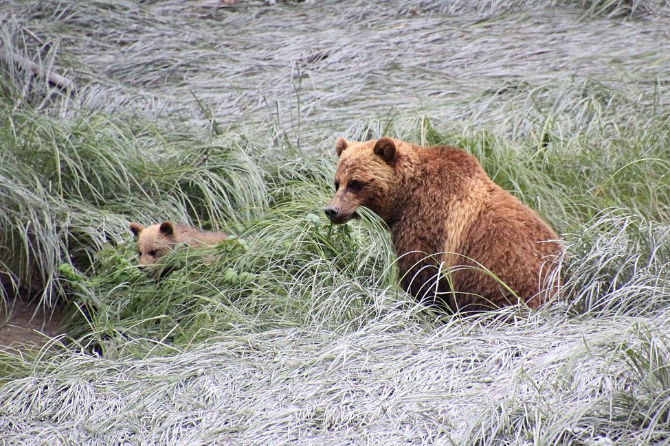 Tag 15: Stewart/Hyder - Grizzlys & (k)ein Salmon Glacier