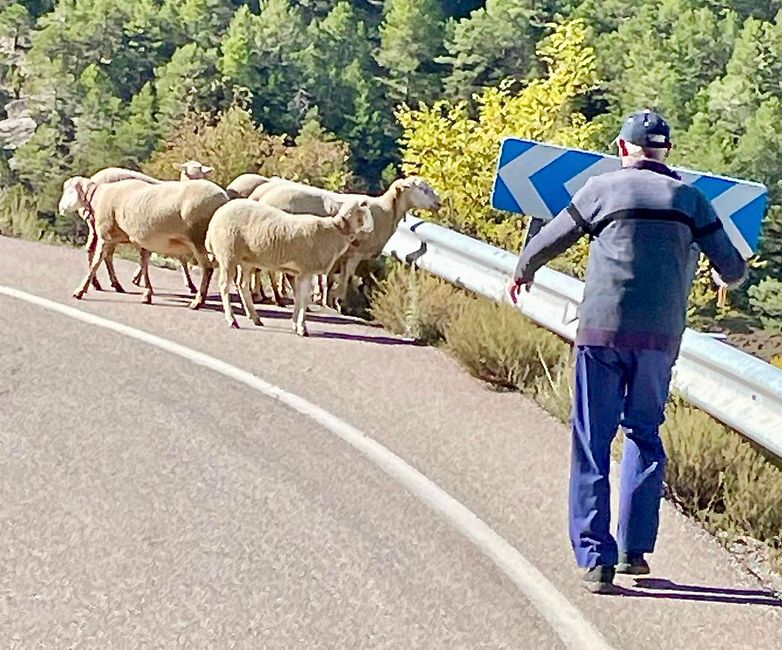 À peine avions-nous quitté notre emplacement à Linares de Mora qu'un vieil homme avec ses moutons nous a bloqué le chemin.