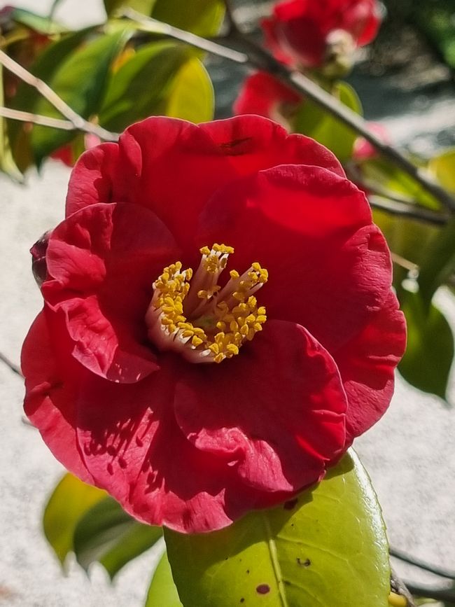 Botanischer Garten, Lucca
