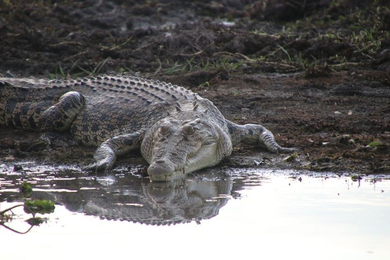 Tag 24: Auf der Jagd nach den Krokodilen