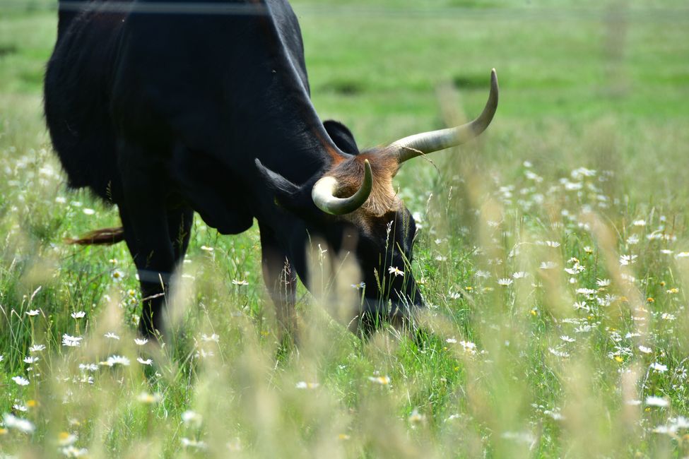 * * * S E C H T A S A F A R I - der Auerochsenweg
bei Bopfingen * * *