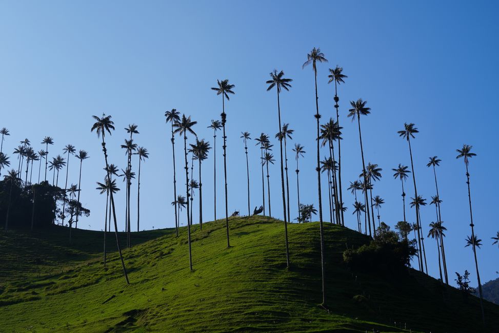 Large palm trees