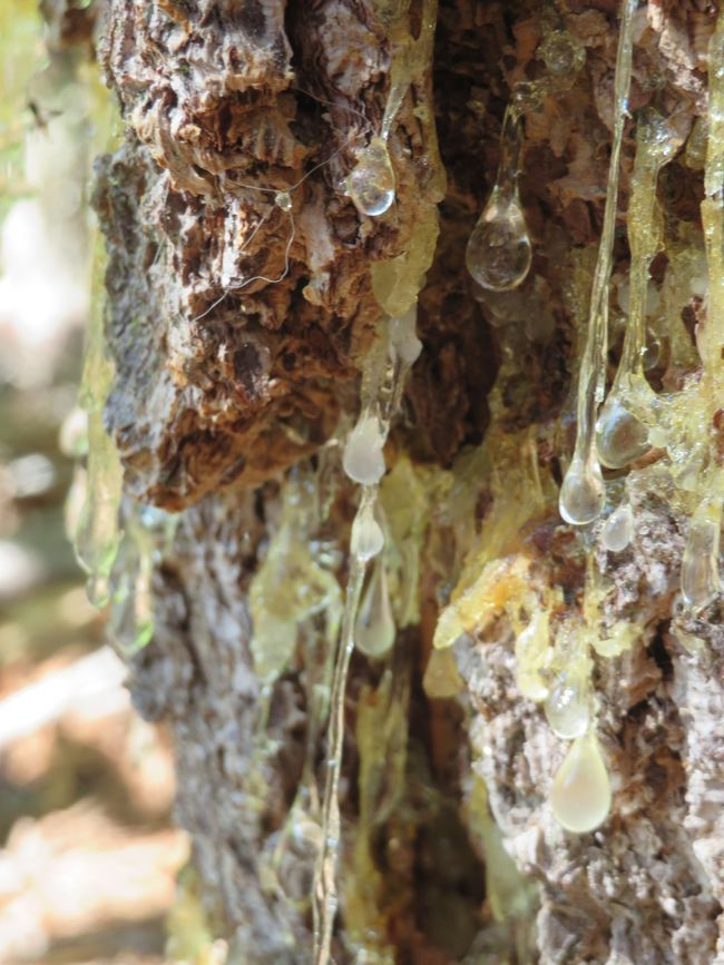 Üppig quellendes Harz mit Citrus-Aromen