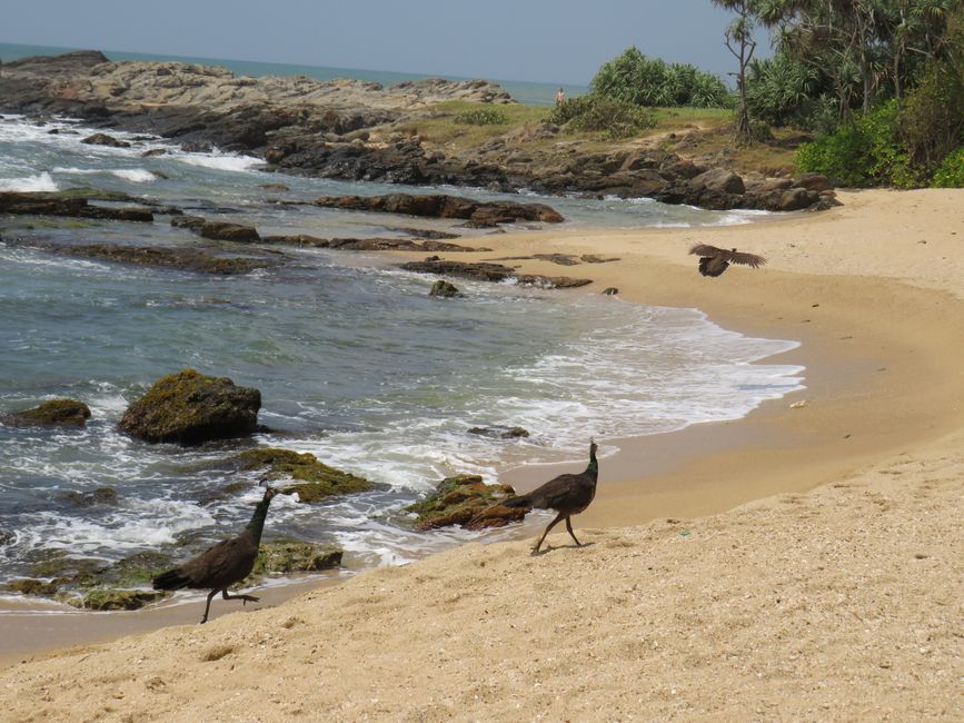 Tangalle - Folie de Plage