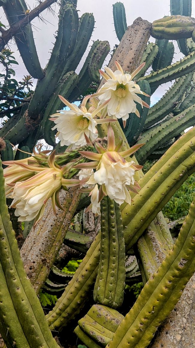 Tag 9: Funchal - mit einer rasanten Schlittenfahrt