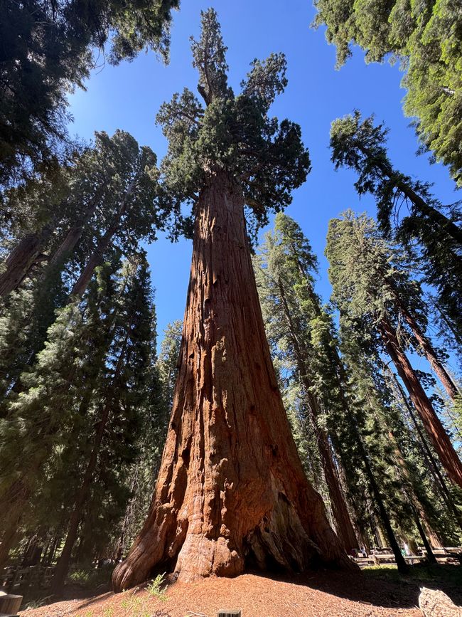 General Sherman Tree