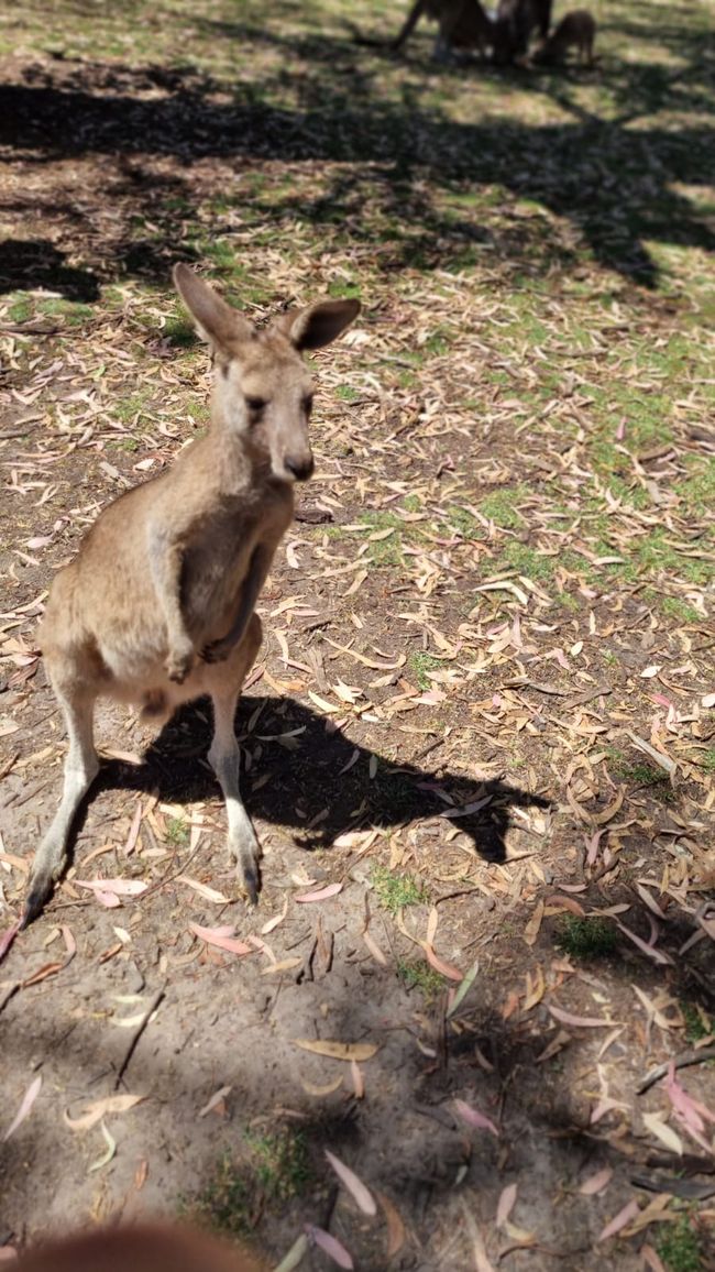 Wiedersehen in Adelaide, 11. und 12.01.25